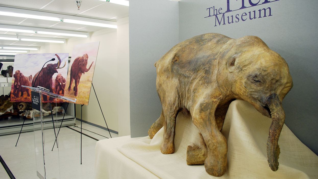 Long dead mammoths provide an alternative source of ivory