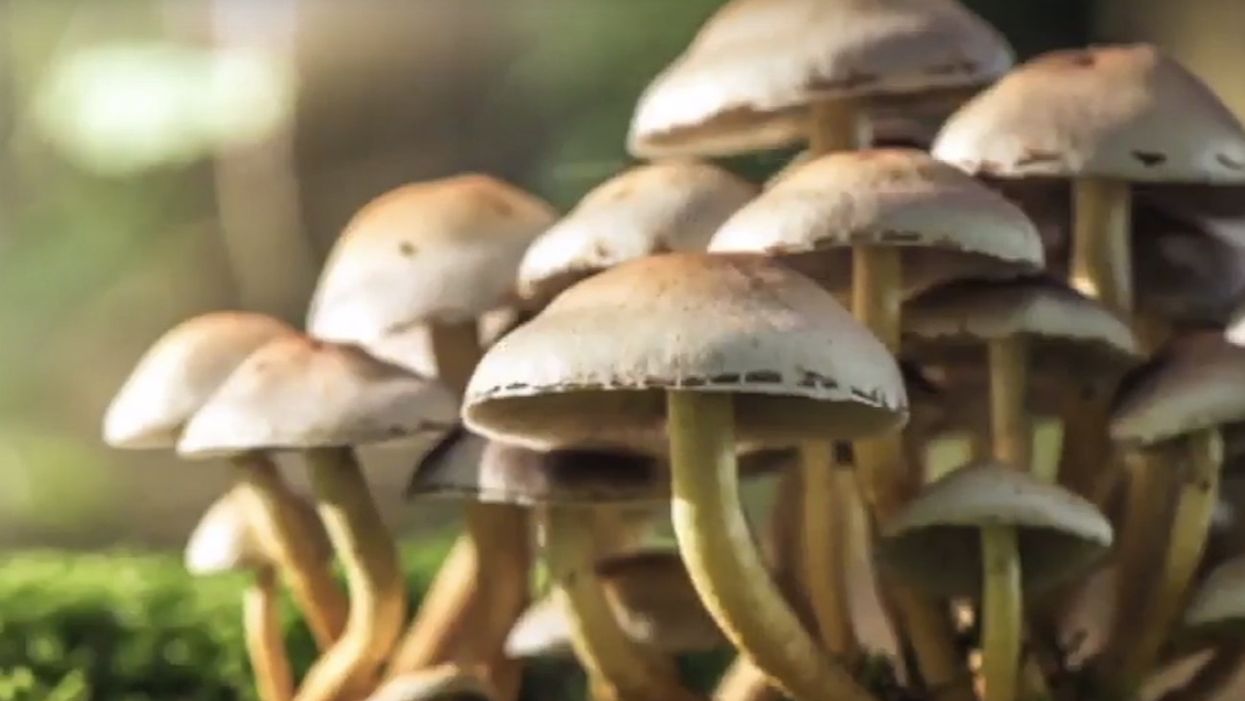 Denver would become first US city to decriminalize psychedelic mushrooms if activists get their way