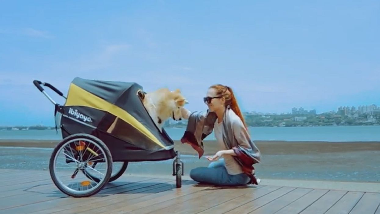 Millennials cause disruption in pet food market by treating their pets like children