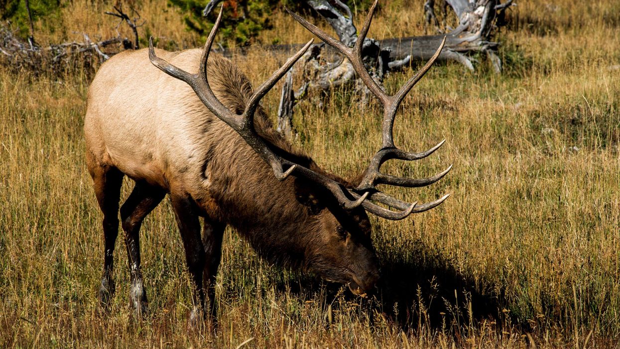 Native American asks Supreme Court to overthrow conviction after he hunted to feed his family