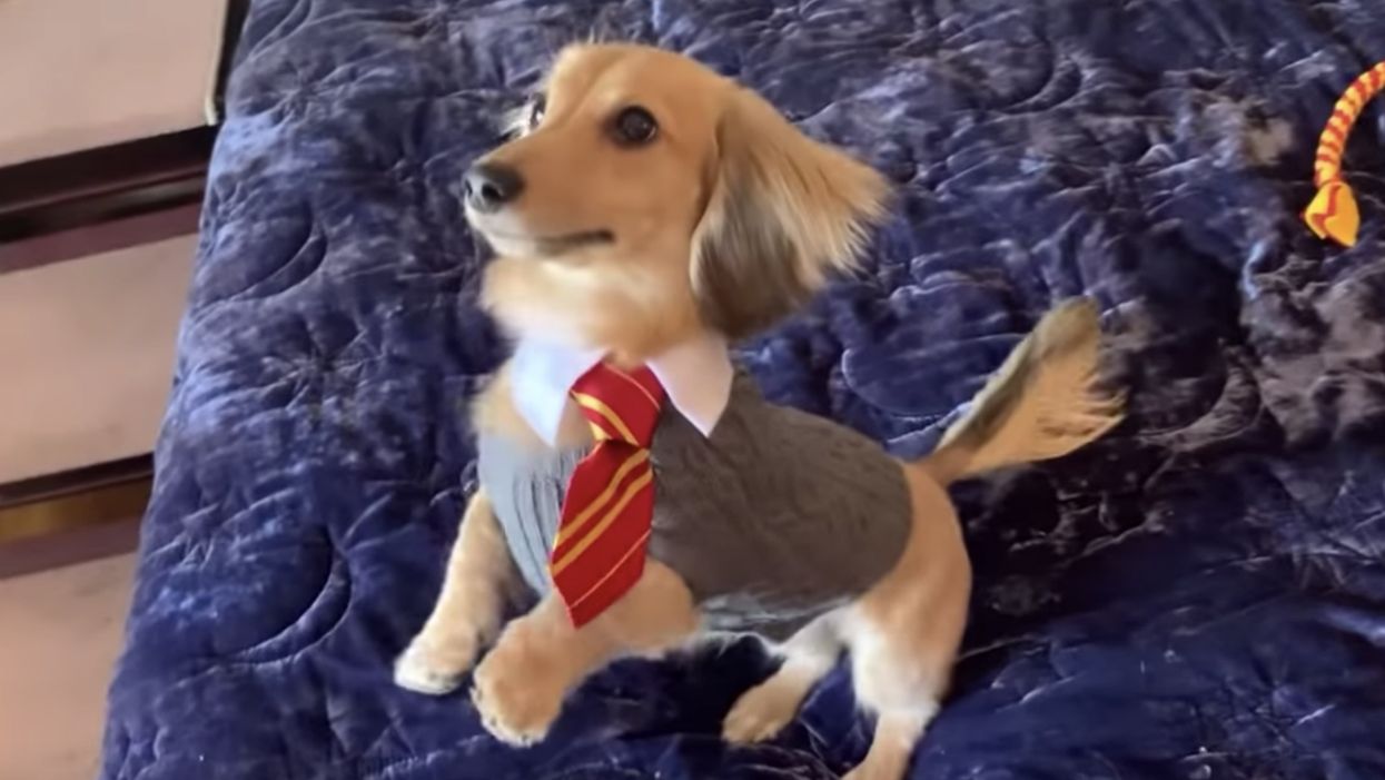 Magical YouTuber trains magical dog to respond to 'Harry Potter' spells and charms, magic ensues