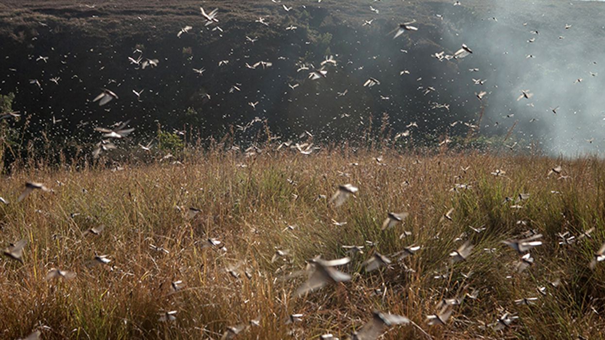 Massive locust swarm strikes Mecca, insects cover mosque and Muslim worshipers
