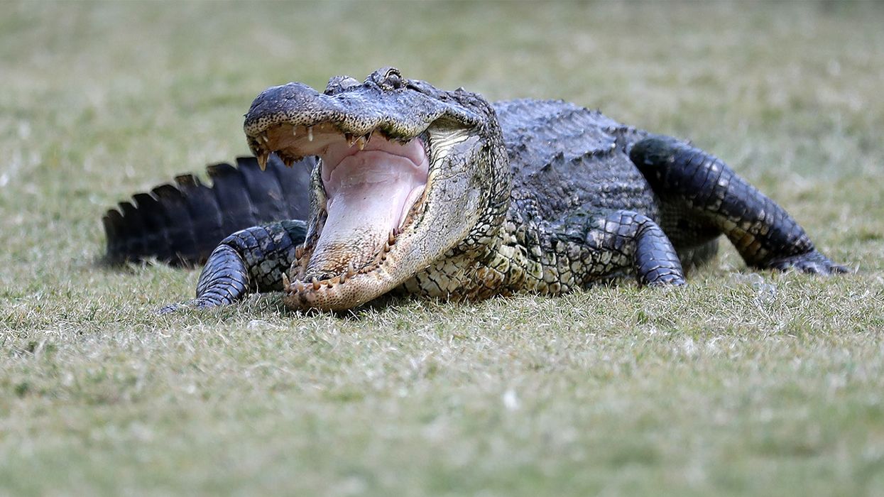 Latest emotional support animal to make headlines: An alligator with plenty of razor-sharp teeth