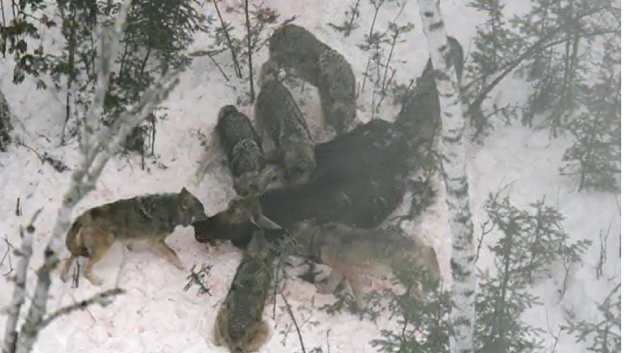 Colorado ranchers pushing back against movement to reintroduce wild wolves