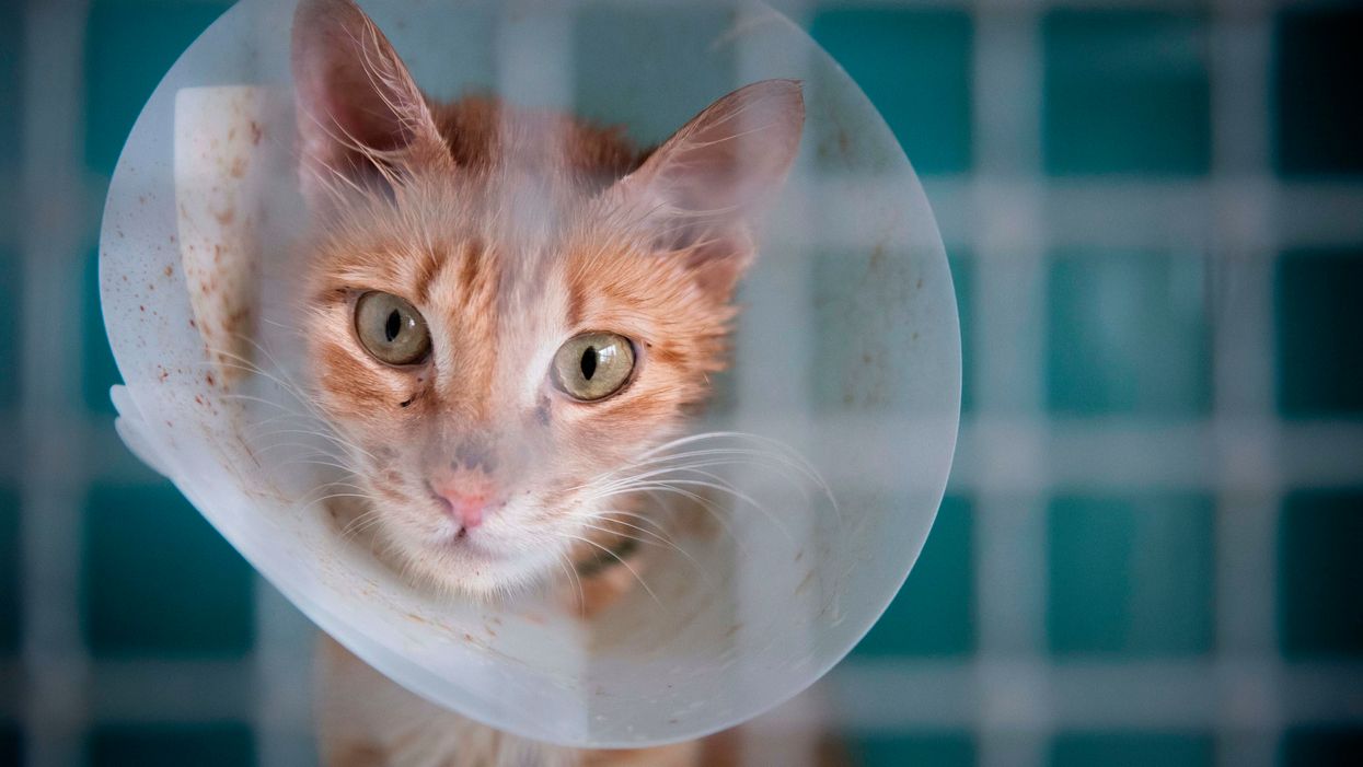 Lawmakers introduce bill that would make animal cruelty a federal felony, mandate stiff prison sentence