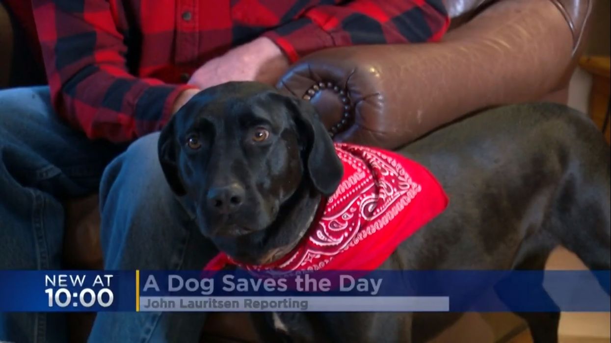 Good dog! Elderly woman saved from freezing to death by observant black Lab