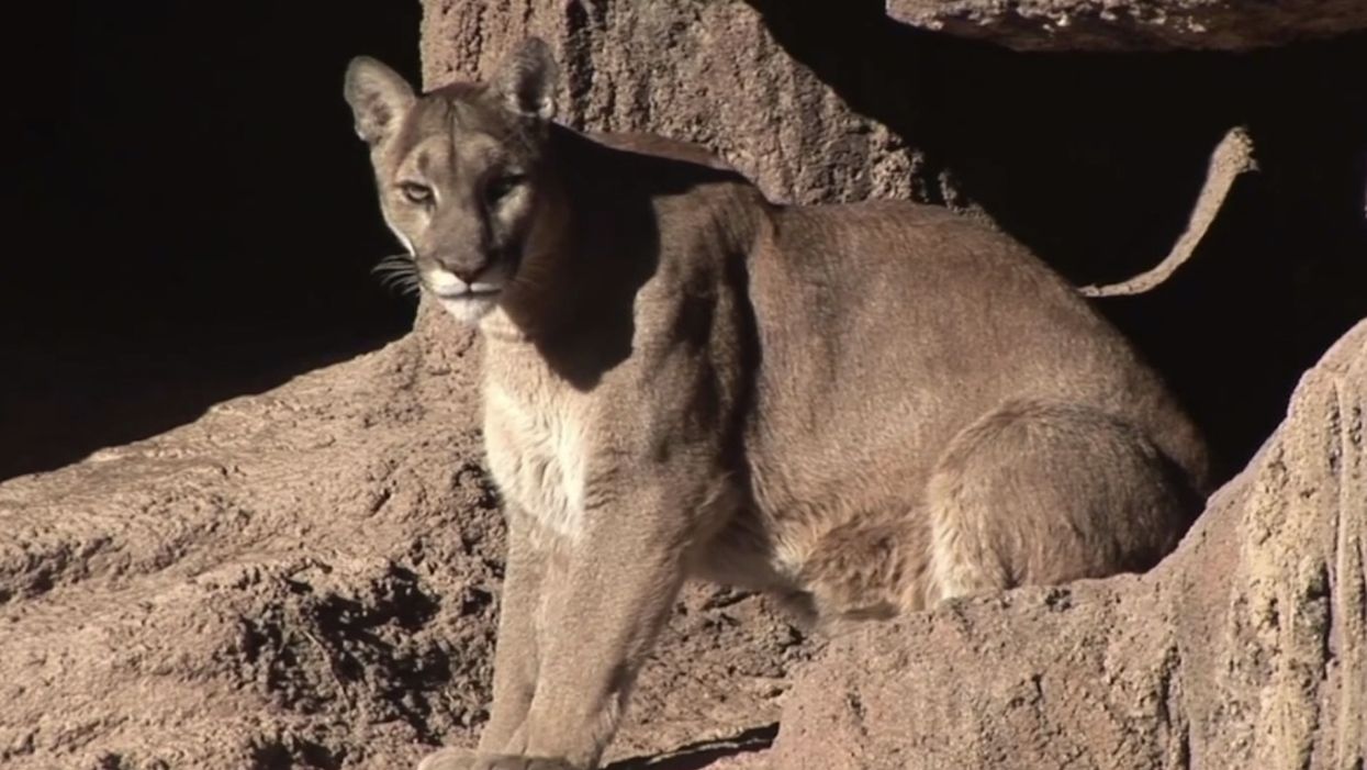 Jogger kills attacking mountain lion with his 'bare, bleeding hands'