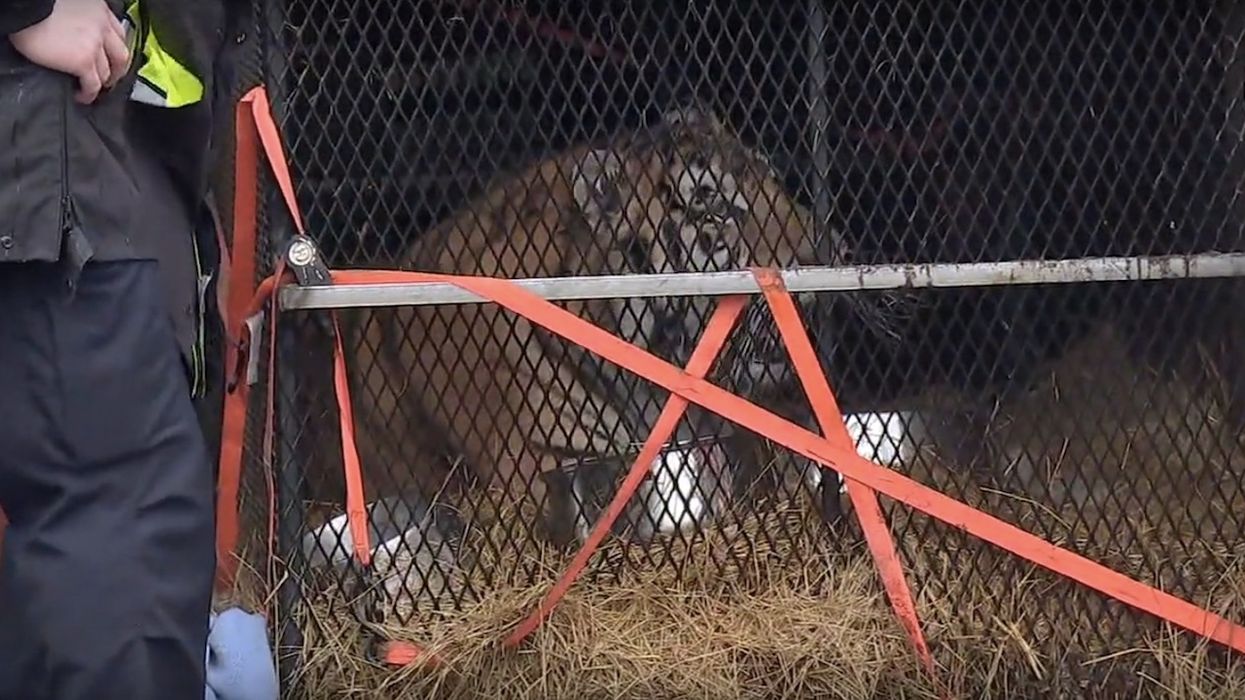 Pair who entered abandoned house to smoke pot weren't hallucinating — a tiger really was in there, too