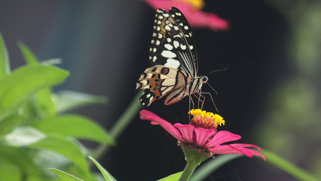 National Butterfly Center goes to court to get restraining order to stop construction of border wall