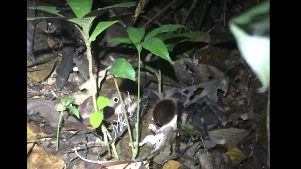 Watch: Terrifying gargantuan tarantula drags opossum along rainforest floor