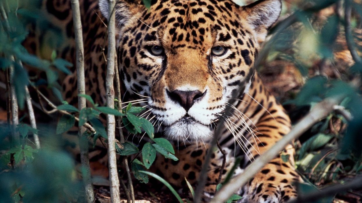 Selfie-seeking woman slashed by jaguar after she hopped zoo barrier for a pic
