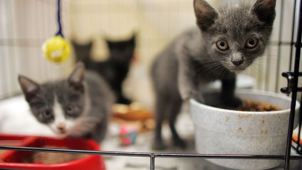 Senator who opposed the bill to protect babies who survive abortions is now campaigning to stop the ‘slaughter’ of kittens