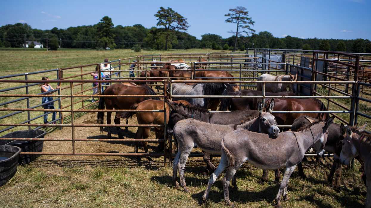 The federal government will give you $1,000 to adopt a wild donkey