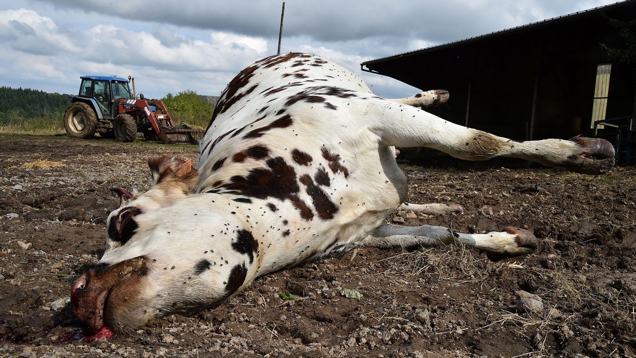 French farmers say their cattle are dying from electricity generated by wind turbines, solar panels