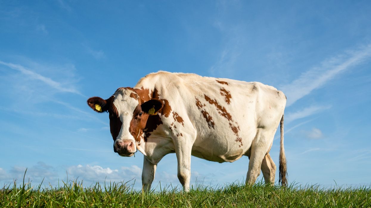 Watch: Dutch inventor thinks cows can be potty trained, invents 'cow toilet' to reduce pollution