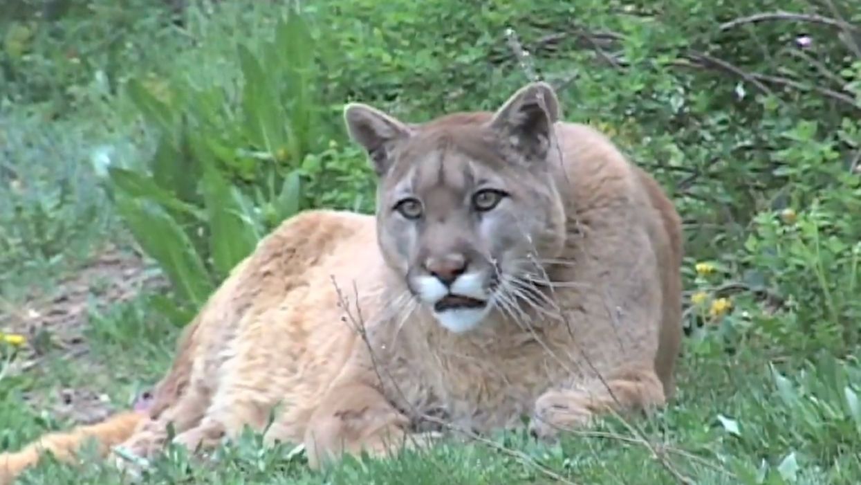 Mom fights off mountain lion that  was attacking her 7-year-old son