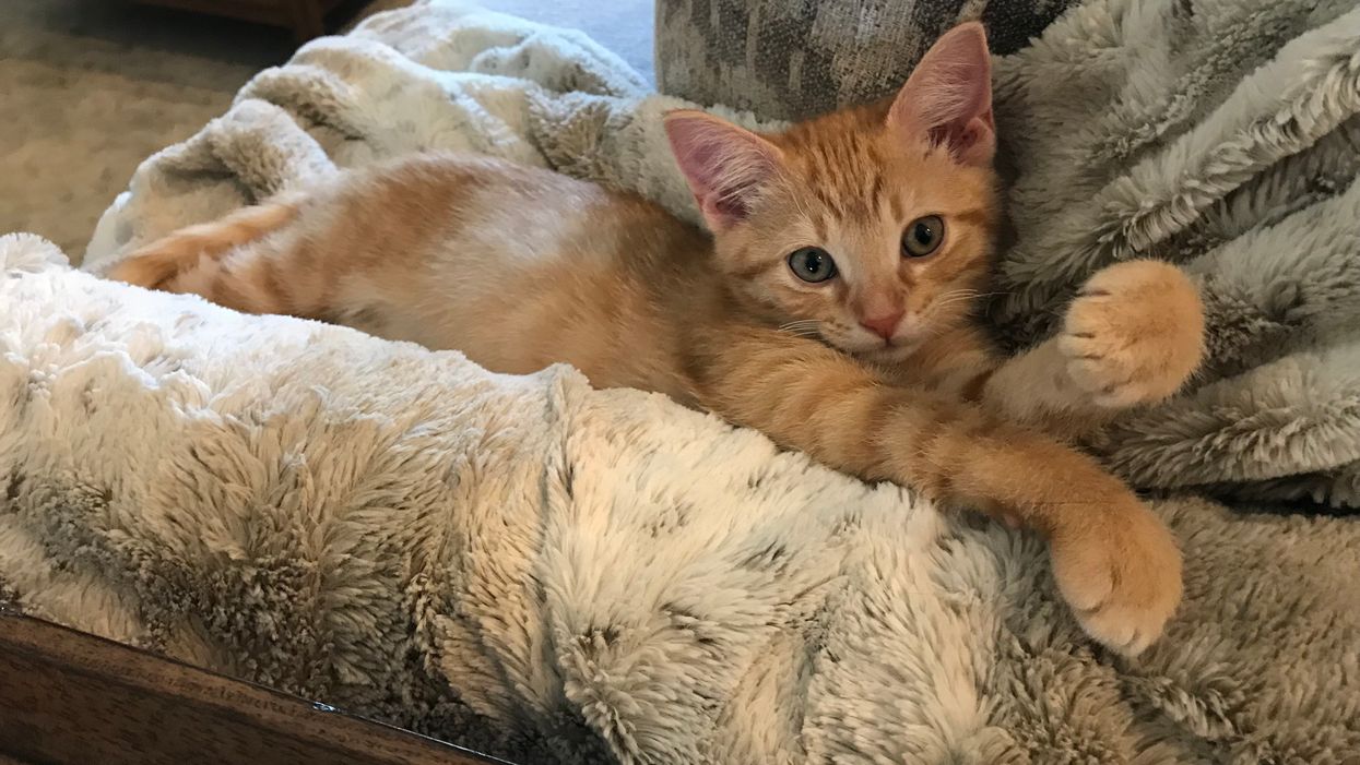 USDA announces it will stop taxpayer-funded practice of feeding kittens parasites then killing them