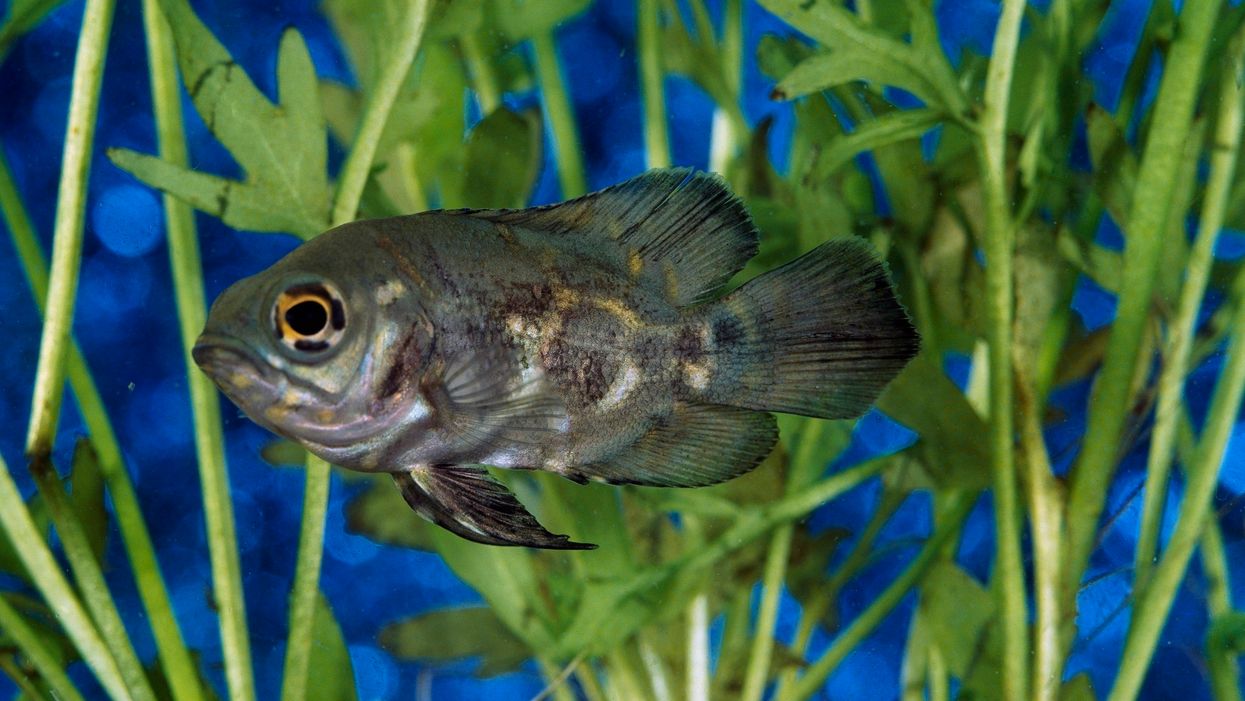 North Carolina man arrested on animal cruelty charges for allegedly abandoning his pet fish