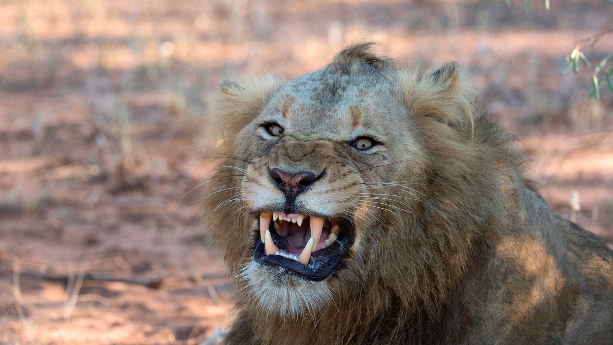 Lions eat suspected rhino poacher after elephant stomps him to death