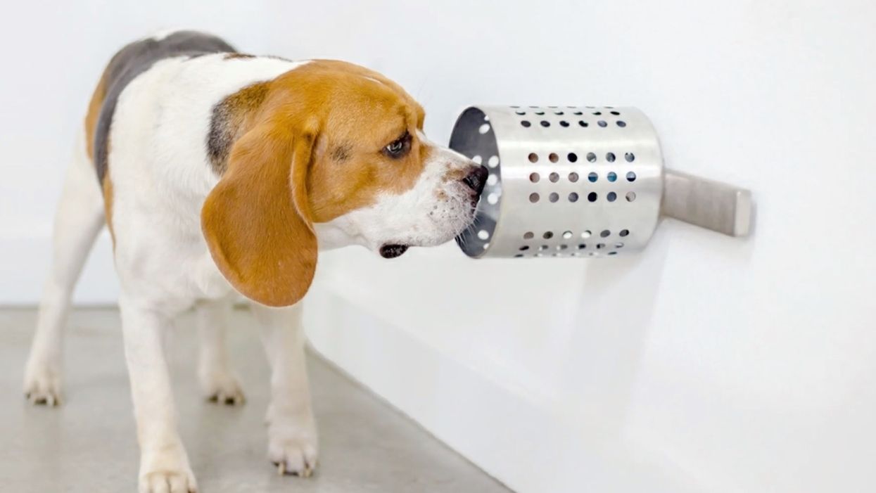Watch: Dogs can sniff out cancer with 97 percent accuracy, study shows