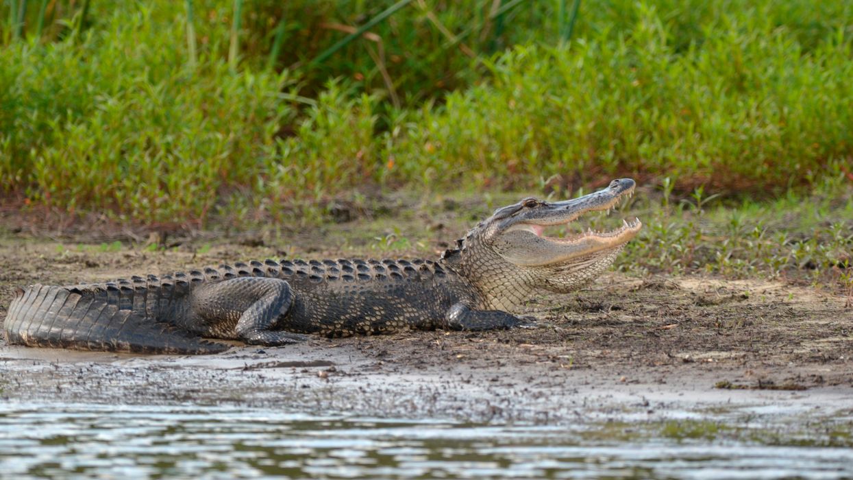 Watch: In weirdly fascinating video, football-sized bugs devour dead alligator on the ocean floor