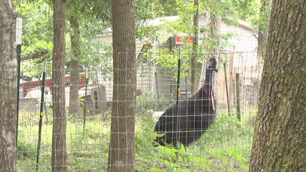 75-year-old Florida man attacked and killed by a dangerous bird he kept as a pet