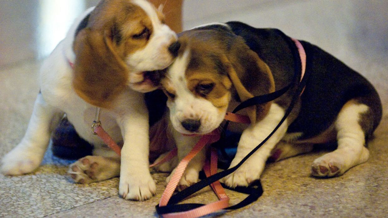 Beagles once force-fed pesticides are now going to new homes