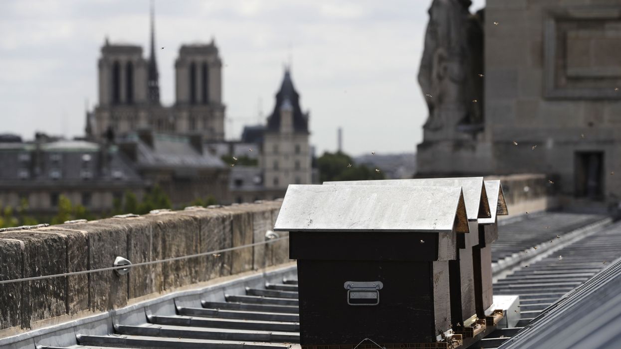 Cathedral Notre Dame: 'Our lady's bees are still alive!'