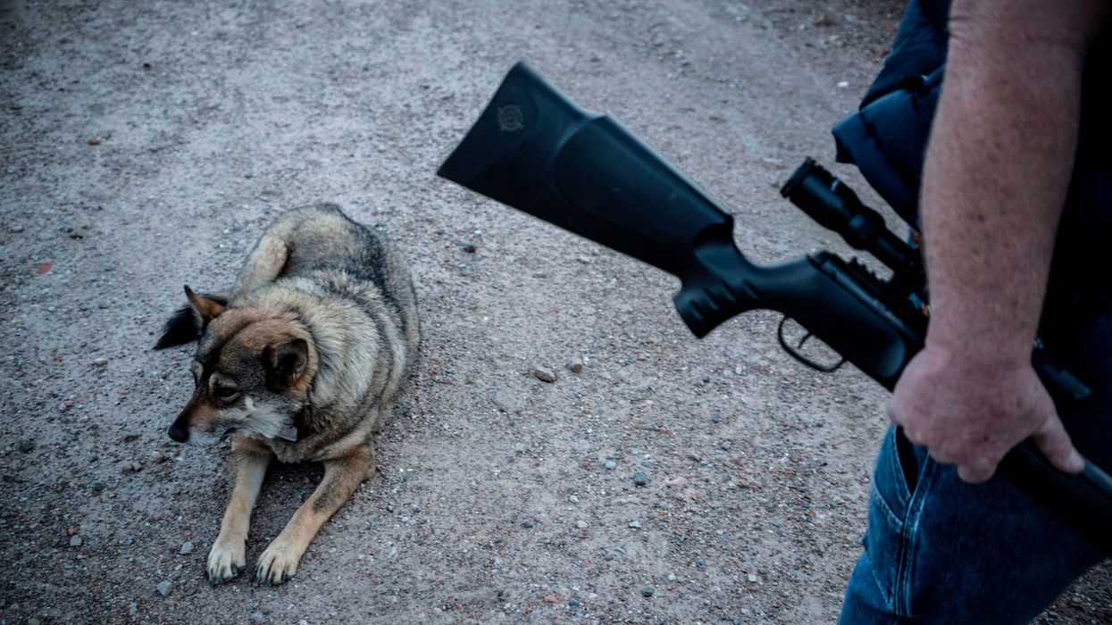 Watch: Armed militia detains more than 300 illegal immigrants who crossed border into New Mexico