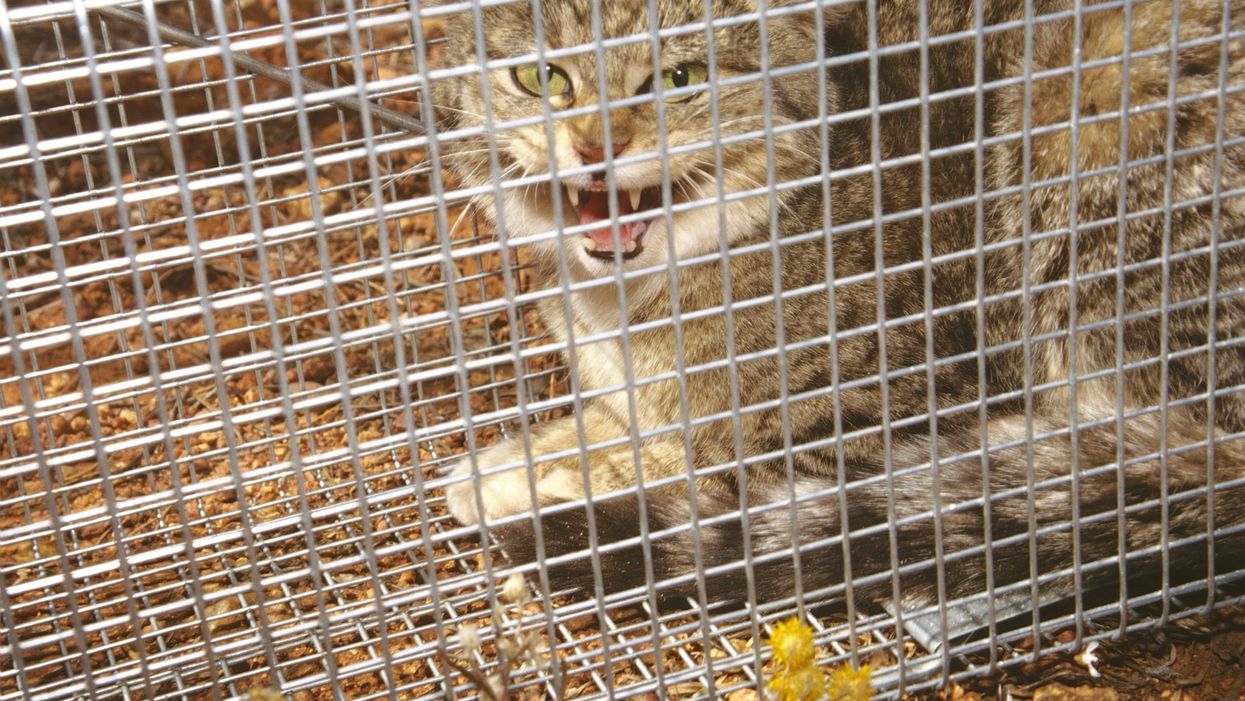 The Australian government is killing millions of cats — here's why