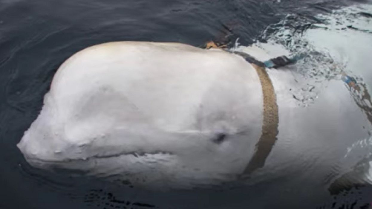 Norwegian fishermen find beluga whale, suspect it of being a Russian spy