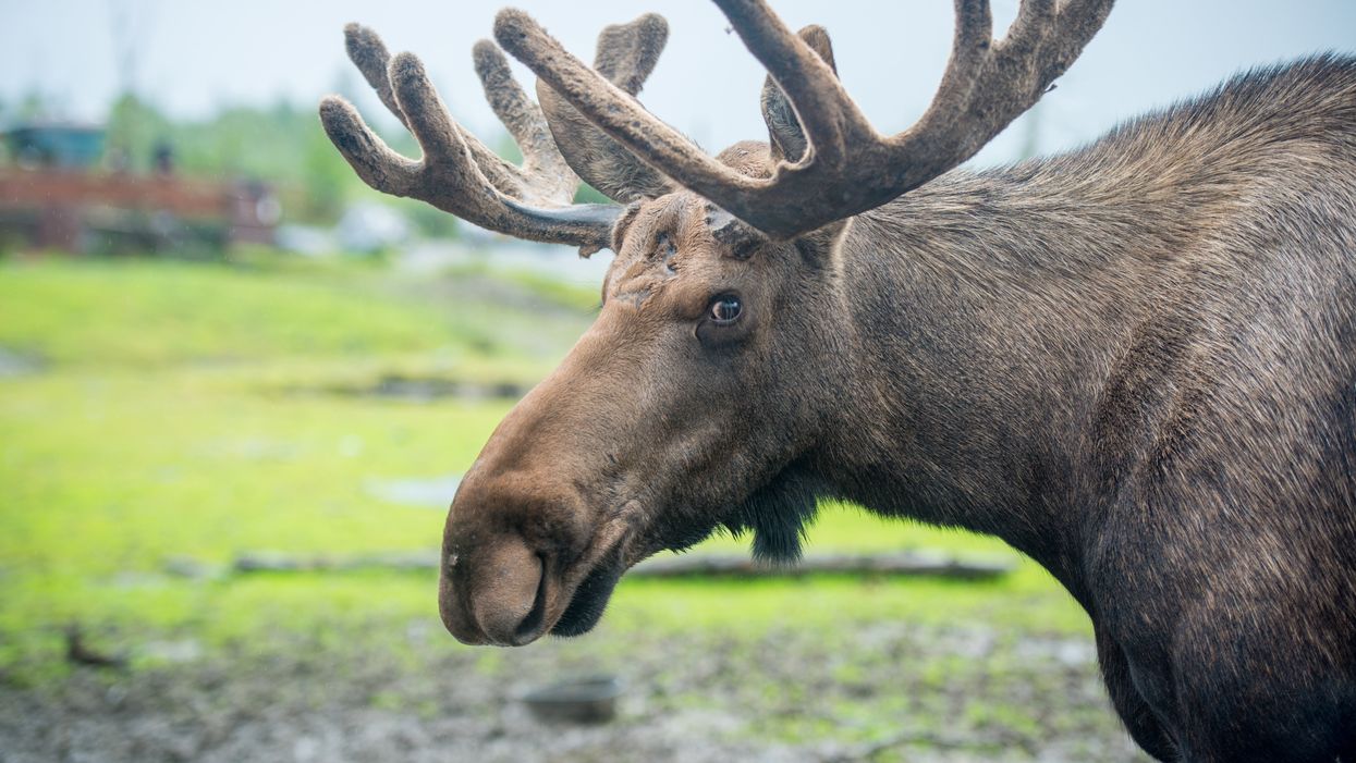 Man on a mission to send a message to Washington, DC, proves you can bring moose poop through TSA checkpoints