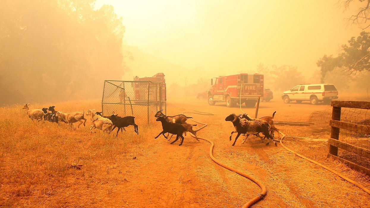 Californians deploy goats to help prevent wildfires