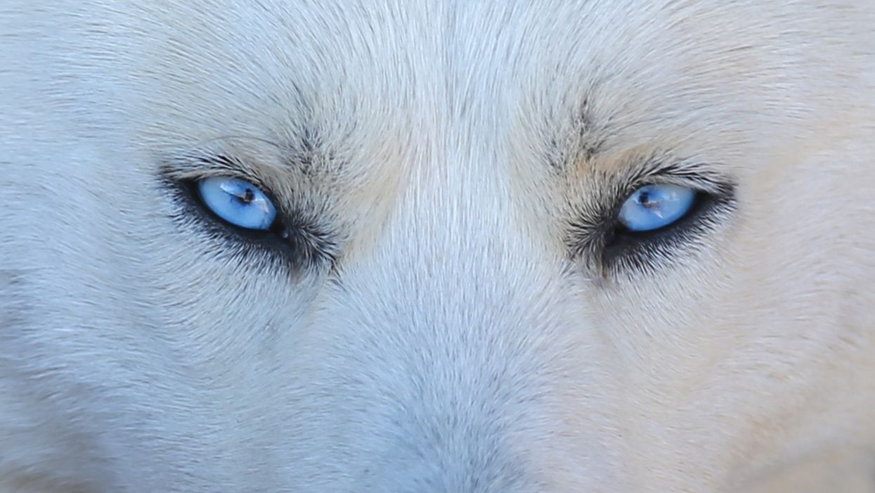 Animal shelters blame 'Game of Thrones' for influx of abandoned 'dire wolves'