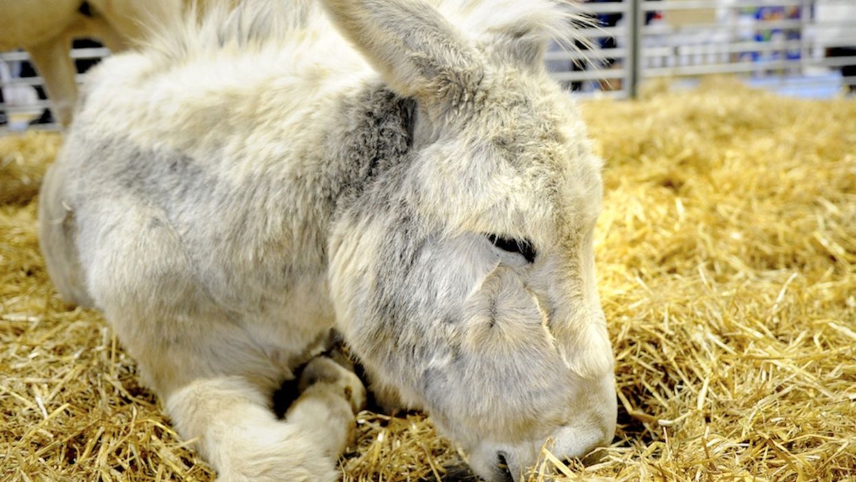 'Therapy donkeys' soothe stressed-out college students before finals: 'These animals work miracles'