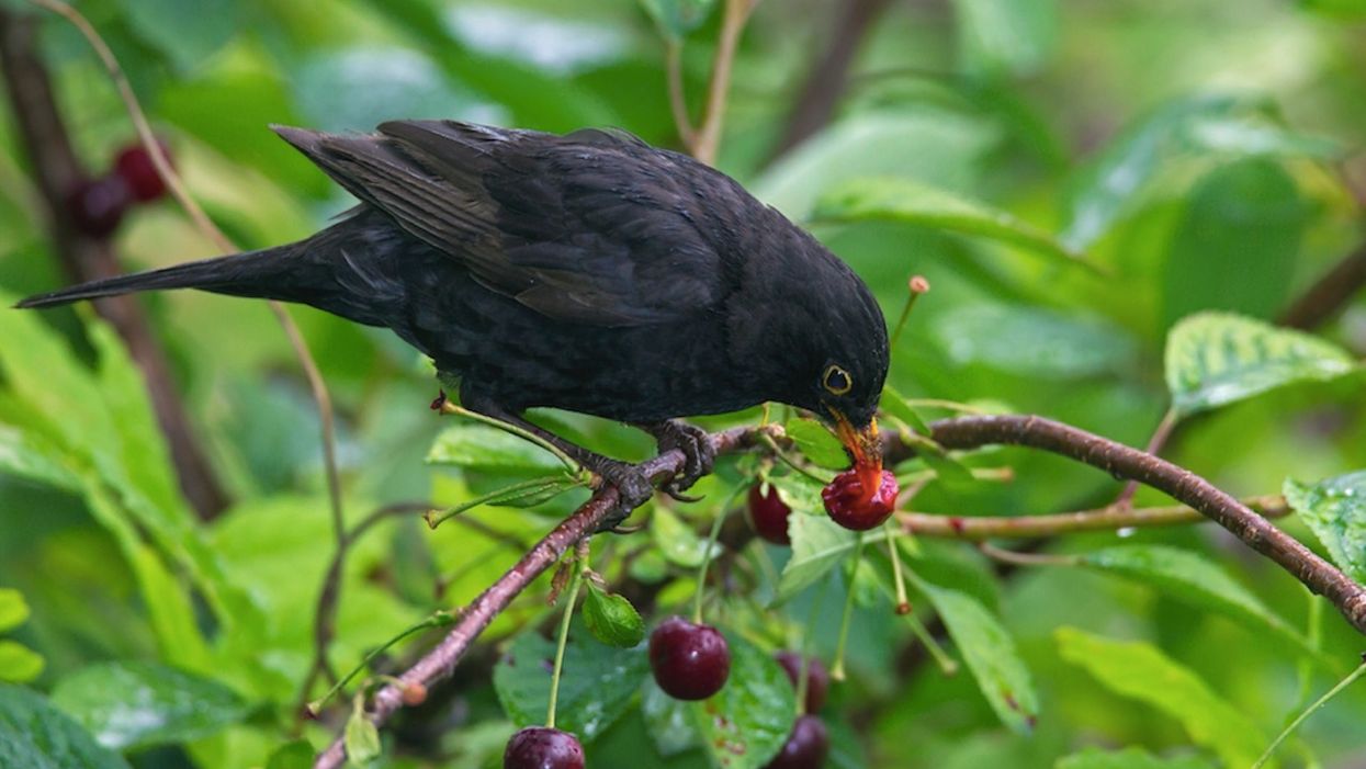 College to ditch Blackbirds mascot because it's 'offensive' and 'racist' — and alums aren't happy