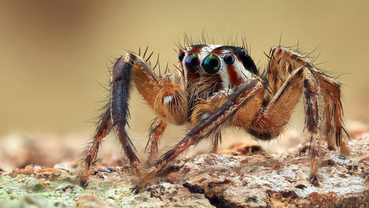 Spider crawls onto woman's lap. She jumps out of her vehicle. Vehicle rolls into the river.