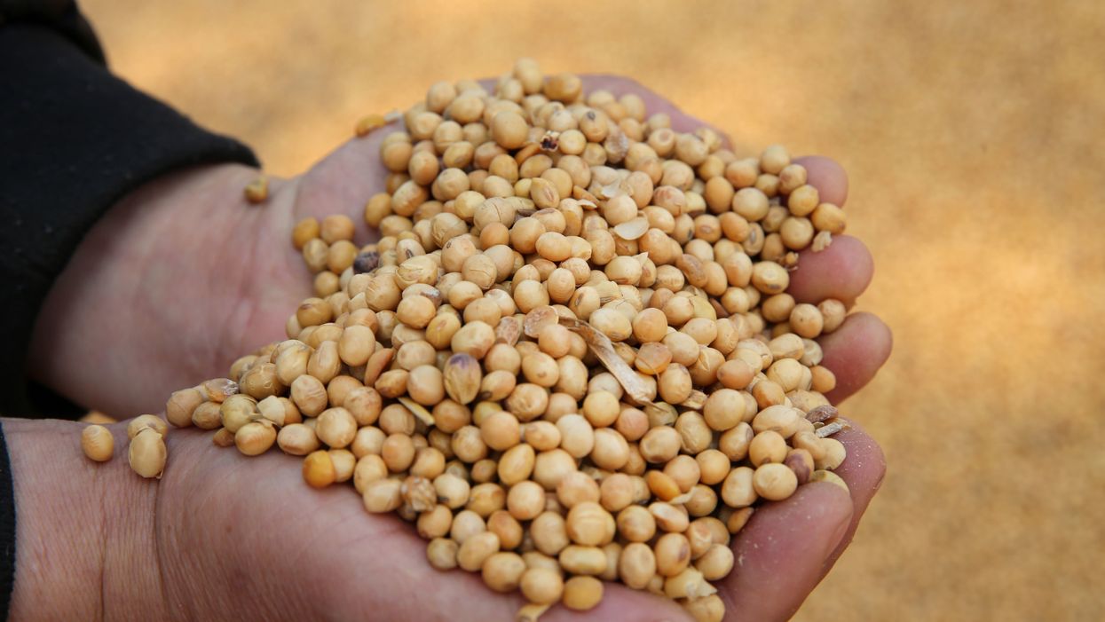 China has stopped buying US soybeans during ongoing trade dispute