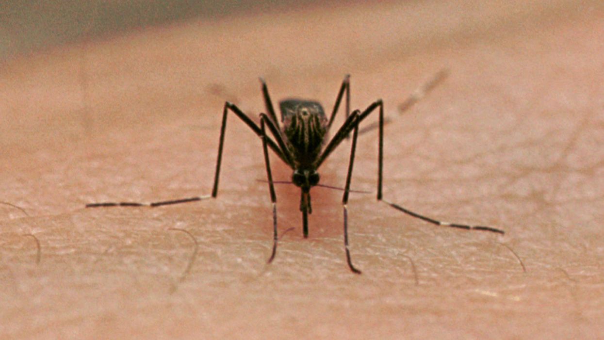 Scientists use spider venom to kill off malaria-carrying mosquitoes