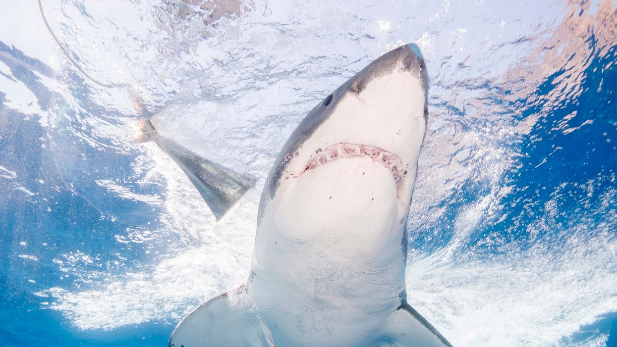 Marine dad punches shark, saves daughter