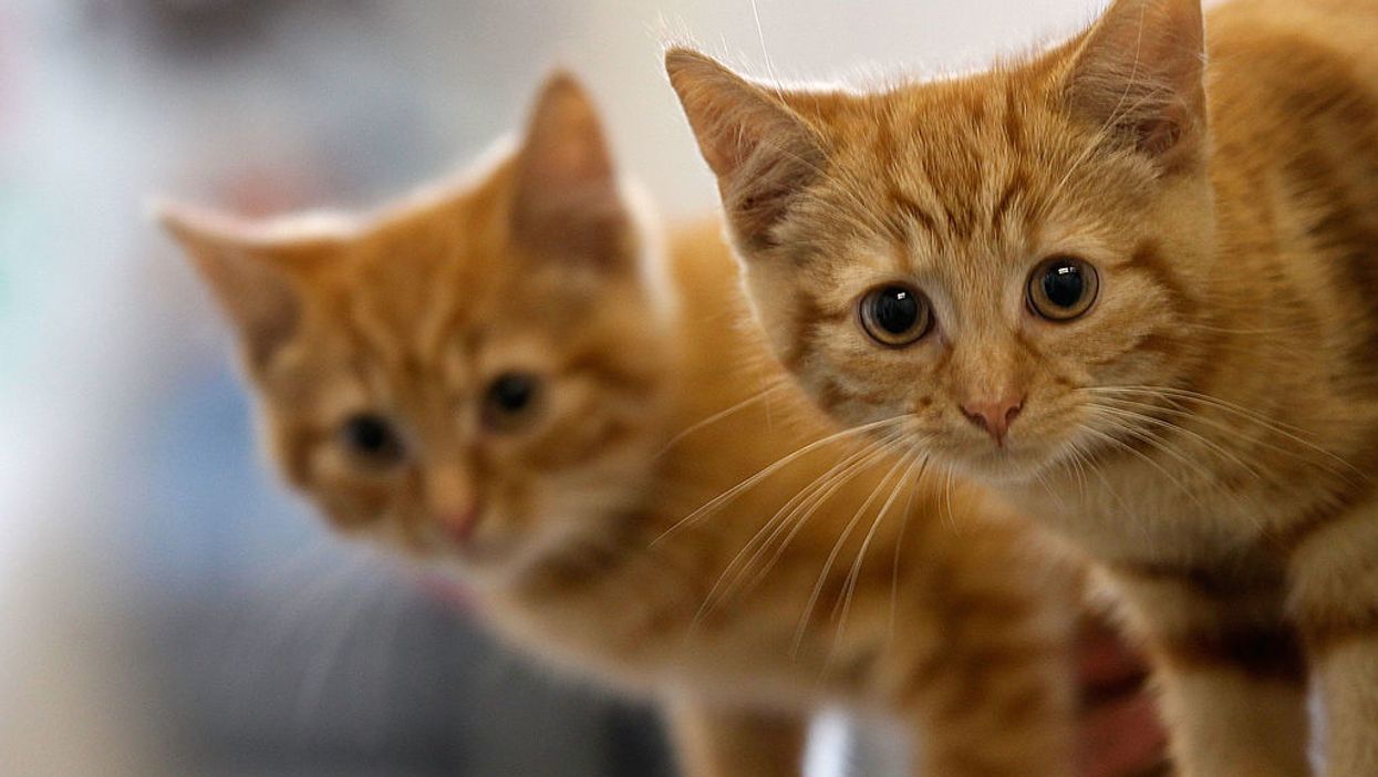 New York — which passed one of the most liberal abortion laws ever — now wants to protect cats from a 'horrific' procedure