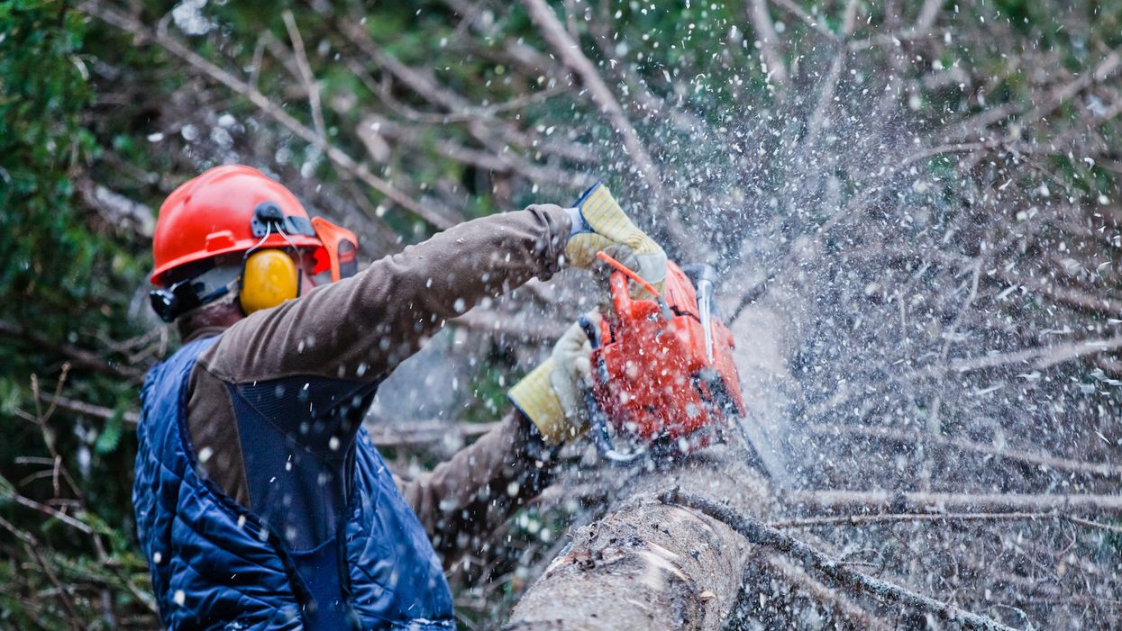 A Michigan township fined these brothers $450,000 over tree removal on their own property. Now they’re suing for harassment