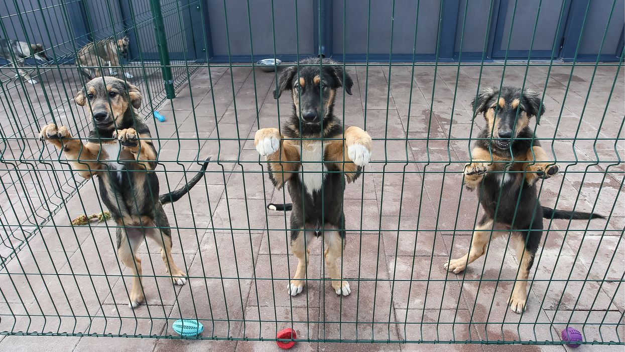 Florida jail inmates set to cuddle shelter dogs that are frightened by fireworks on Independence Day