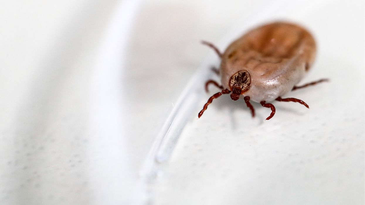 The House passed an amendment instructing the DOD to reveal if it had weaponized ticks