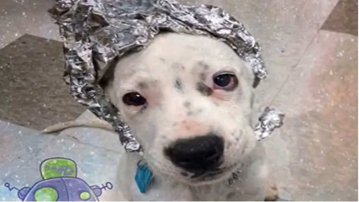 'Come storm our shelter': Oklahoma City Animal Welfare capitalizes on Area 51 furor