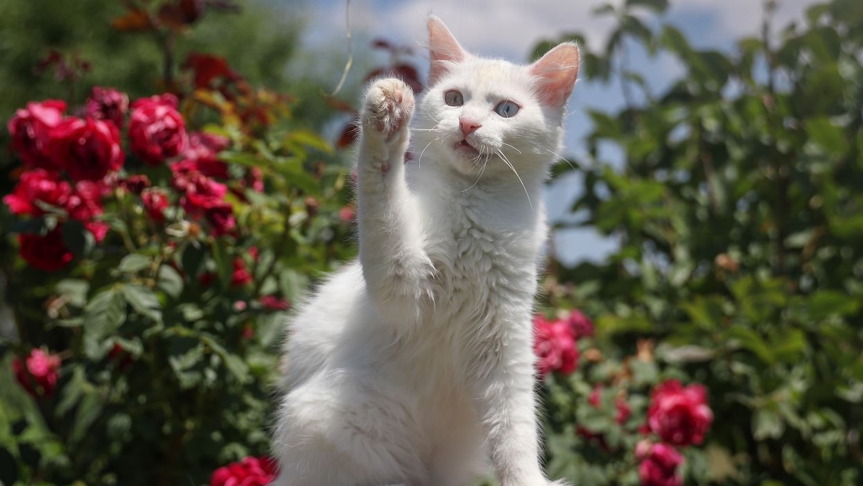 New York state just made it illegal to declaw cats