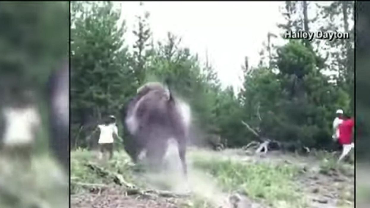 Video: Charging bison tosses fleeing 9-year-old girl into the air at Yellowstone