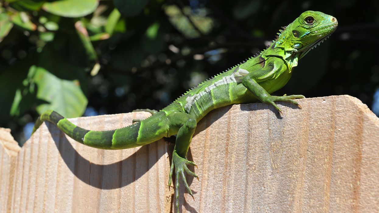 Florida clarifies kill 'whenever possible' policy on iguanas after pool worker gets shot by iguana hunter