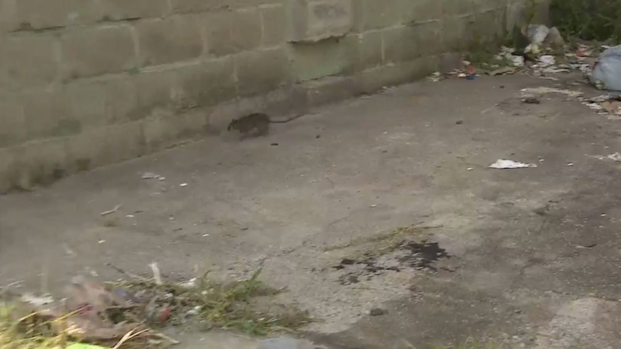 Rat scurries past Baltimore abandoned building during live news shot — after locals said Trump calling city rat-infested is offensive