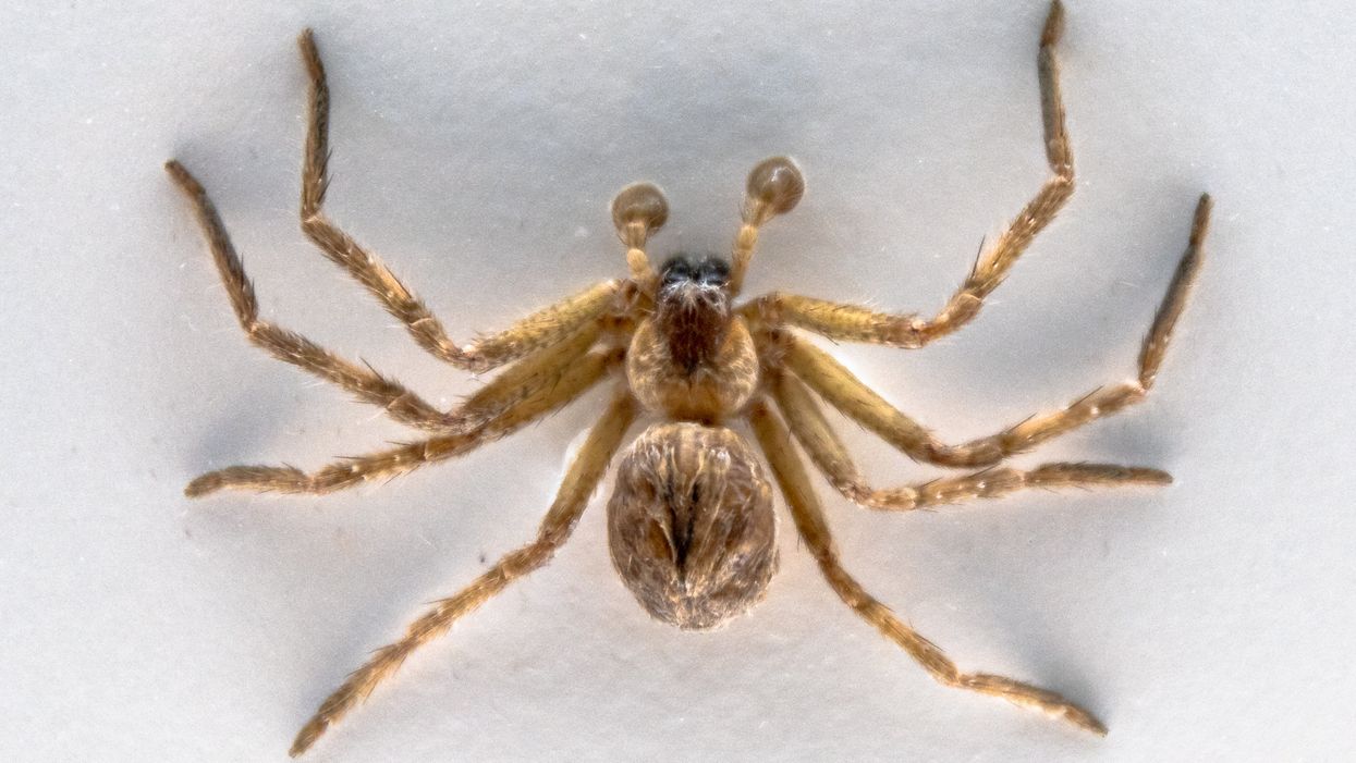 Woman discovers massive possum-eating spider in her home. Her social media post goes viral.